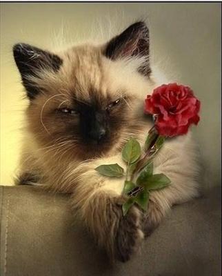 kedi