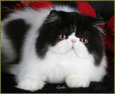 sevimli kedi