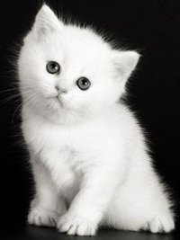 beyaz kedi