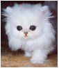 kedi