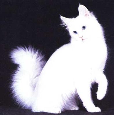 van kedisi