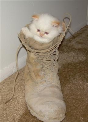 kedi