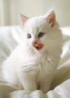 kedi