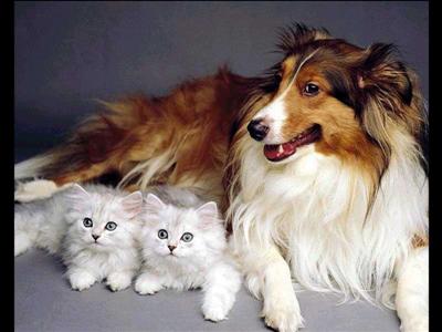 sevimli dostlar