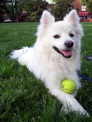 eskimo dog