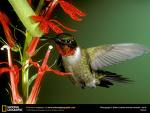 Ruby-Throated Hummingbird