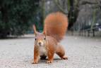 Red Squirrel