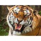  Bengal Tiger