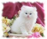 Persian Kitten