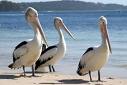 Pelicans