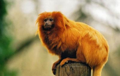 Golden Lion Tamarin Monkey