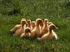 Ducks
