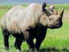 Rhino