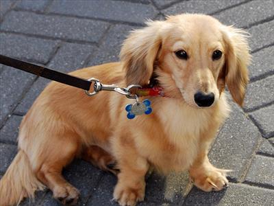  Long Haired Dochshund puppy
