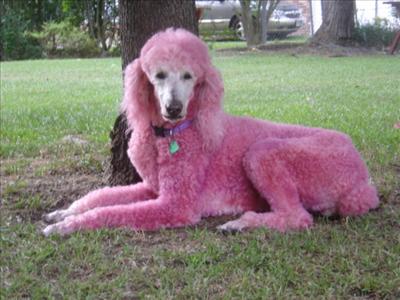 pink poodle