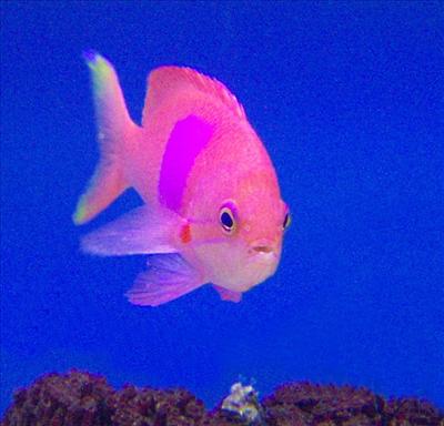 pink fish