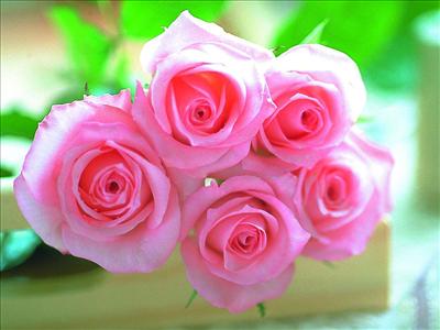 Pembe Gül