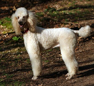 Poodle
