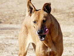 Carolina dog