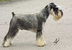 Miniature Schnauzer