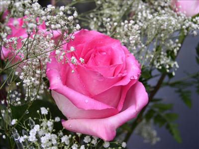 PEMBE GÜL