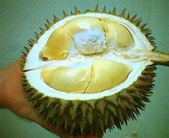 Durian by BH