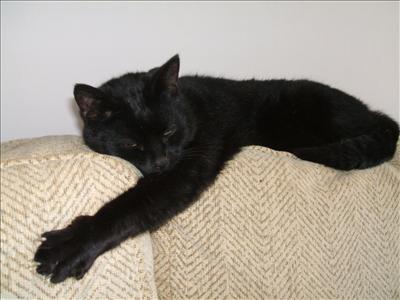 snoozing jet