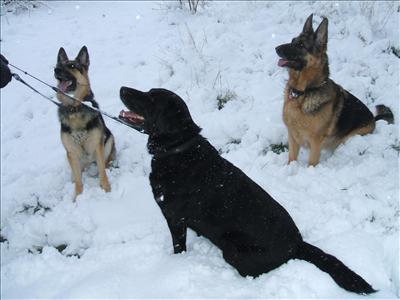 snow dogs