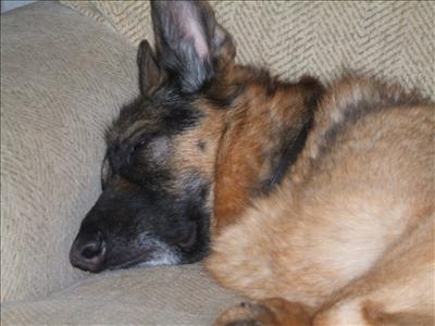 lazy anni