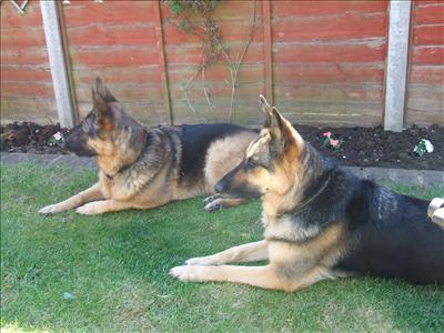 A pair of naughty germans