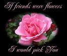 Pink Rose Comments
