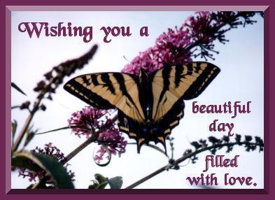 Butterfly Comments