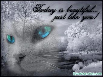Cat Comments