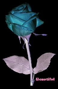 Blue Rose Comments
