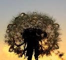 Something Amazing wish