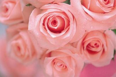 Pembe gul