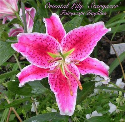 Pembe lilyum