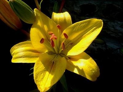 Sari lilyum