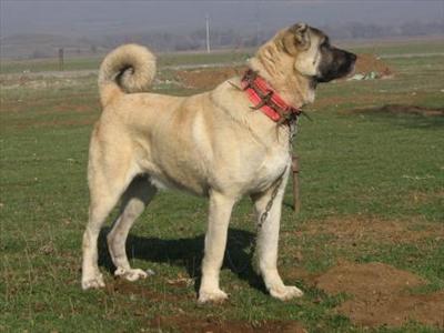KANGAL