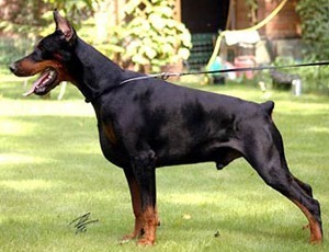 DOBERMAN