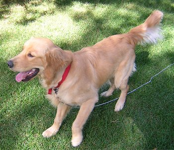 Golden Retriever