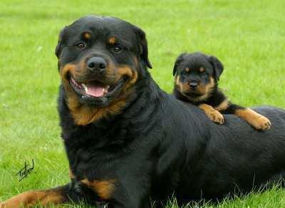 Rottweiller