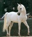 Chevale arab