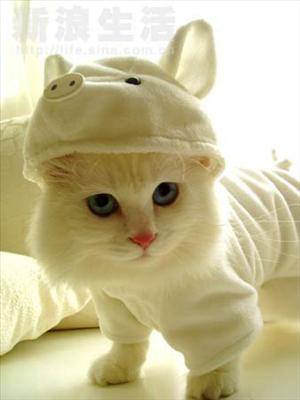 Cat 2