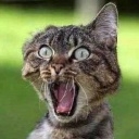 Cat 1