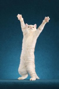 Cat 8