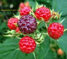 Ahududu