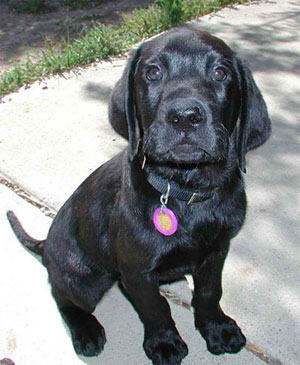 Labrador