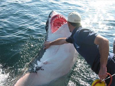 L'homme qui caresse les requins