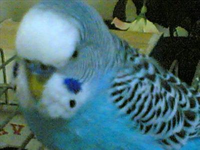 Mavi